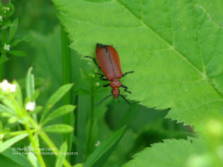 Pyrochroa serraticornis DSC134825