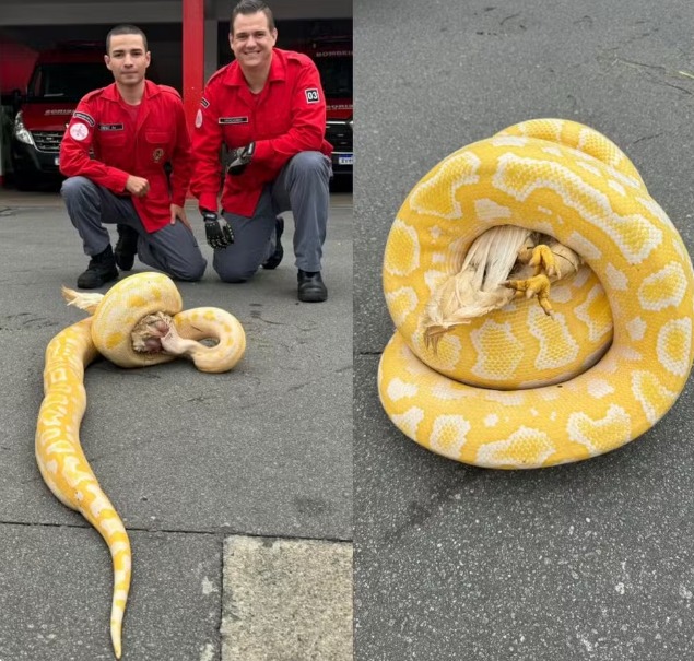 Cobra píton de 3 metros é resgatada enrolada a galinha após matar aves em SC