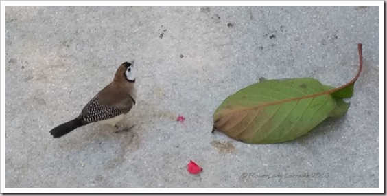 10-22-bird