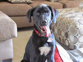 Louie, a male black lab mix, was stolen during a car theft in South Philadelphia   