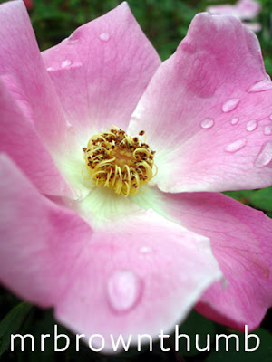 Nearly Wild Rose