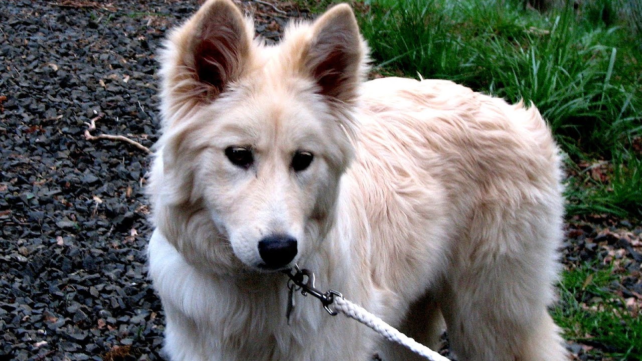 German Shepherd Puppies Kansas