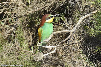 Abellerol (Merops apiaster)