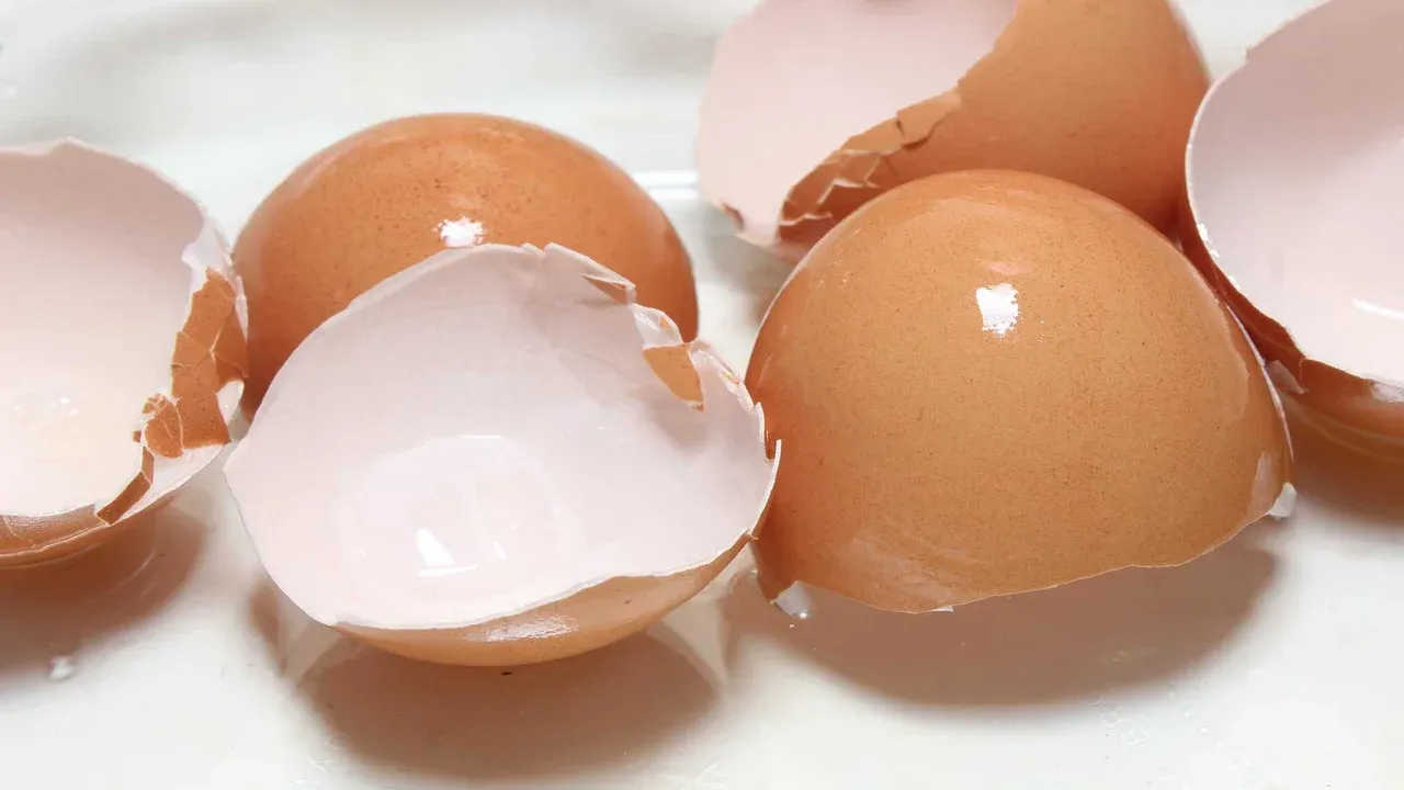 Eggshells for wrinkle reduction and skin health
