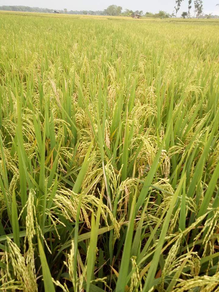 Benih Padi Unggul Cakrabuana 03 CB03 Tani Makmur