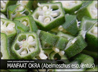 MANFAAT OKRA (Abelmoschus esculentus) bagi tubuh kita