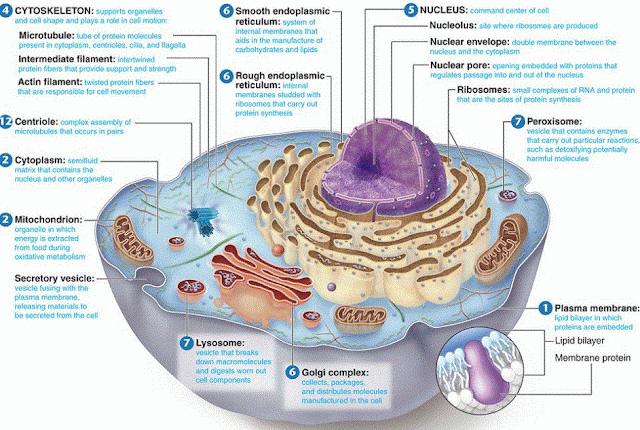 The Human Cell