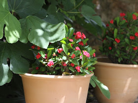 Pots under fig tree