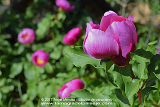 flores bellas, jardinería, jardines, paisajismo, diseño de jardines