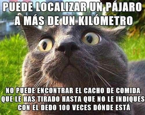 Típico de los gatos