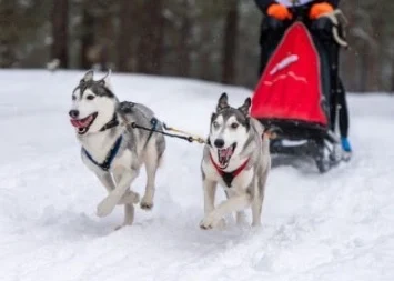 two-siberian -huskies -dogs- running- while- pulling- a -sled- on -Ice