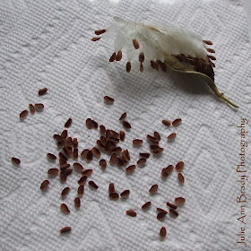 Two Tropical Milkweed Seed Pods and Harvested Seeds of One