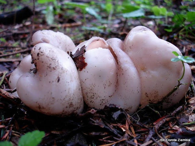 sarcosphaera coronaria, grzyby, atlas grzybow, grzyb, grzyby gatunkami, jaki to grzyby, niejadalne, gatunek, prosto z lasu, las, grzybobranie