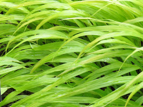 Japanese Forest Grass Dow Gardens