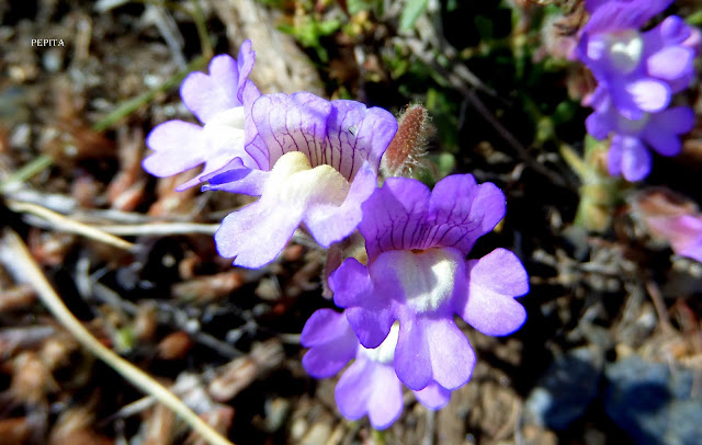Chanorrhinum glareosum.Sierra Nevada