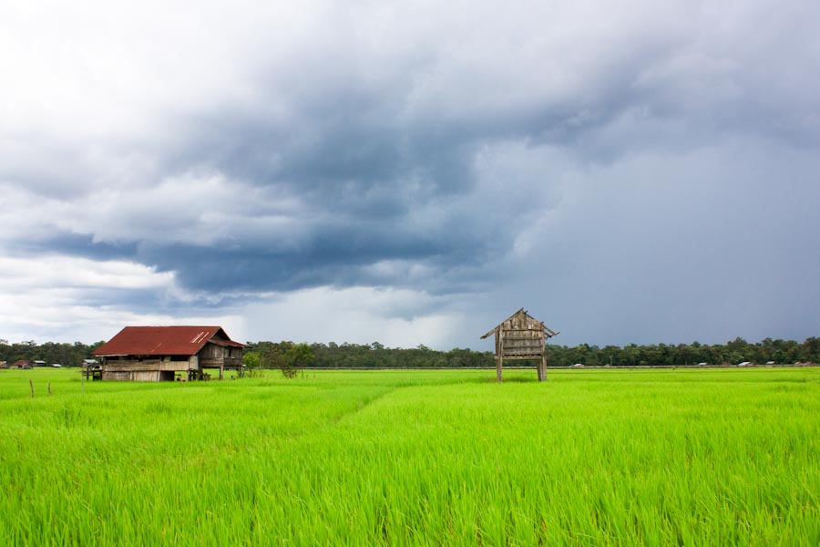  gambar  pemandangan  sawah  Indonesiadalamtulisan 