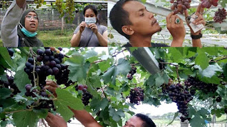 Mengintip Rekreasi Baru, Petik Sendiri Buah Anggur di Kebun Beromzet Jutaan Rupiah