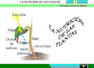  La nutrición de las plantas