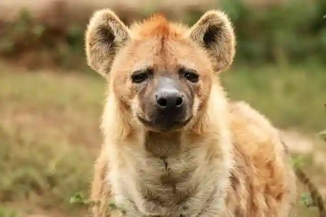100 Shocking Facts About Hyena In Hindi