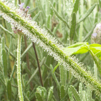 water drops on vine tendril