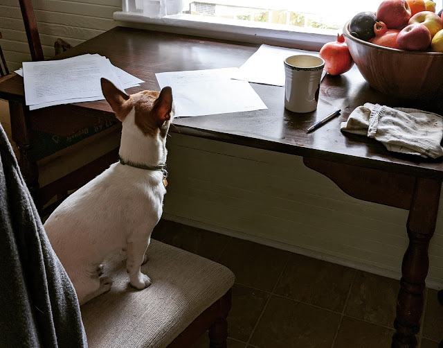 A dog sits on a chair in front of a table with pages scattered next to a pen and a bowl of fruit