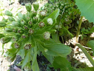 Petasites japonicus - Pétasite japonaise - pétasite du Japon