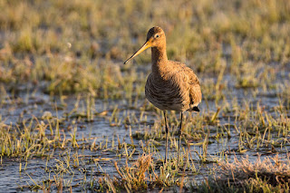 Wildlifefotografie Uferschnepfe