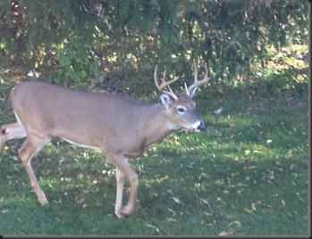 2011-11Deer02