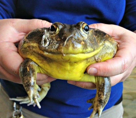 Love My Pets-Amphibian Supplies: What Types of Pet Frogs ...