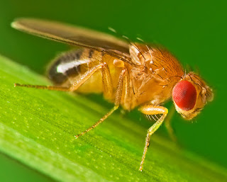 cara-mengatasi-lalat=buah