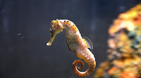 Are Sea Horses Fish