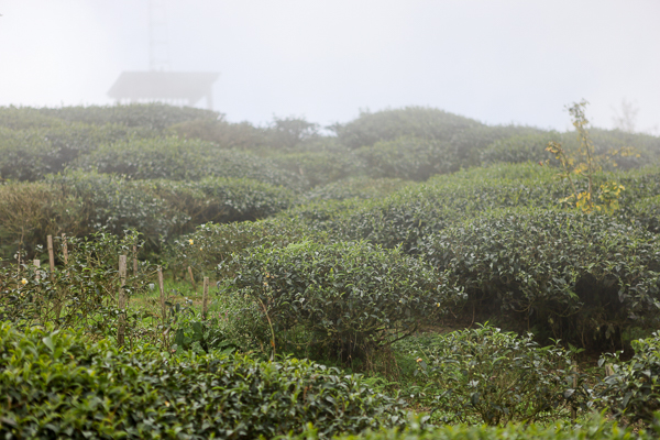 南投武岫農圃銀杏森林步道茶園、大崙山觀景台賞雲海、老K的家下午茶