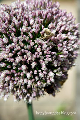 august-in-the-garden-purple-onion-flower