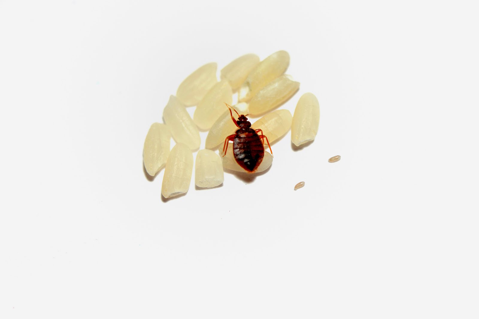 Bed Bug Actual SizeBed Bug Relief | Bed Bug Relief