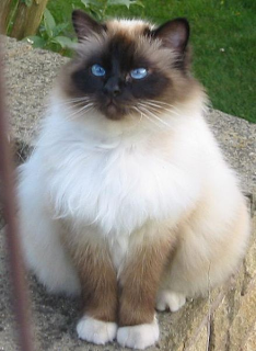 Birman Cat Picture