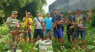 Satgas Citarum Sektor 3 Sub 5 Melaksanakan Panen Singkong Bersama Warga Tumbuhkan Kembali Budaya Gotong Royong 