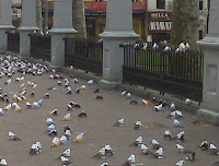 Pigeon Birds Information