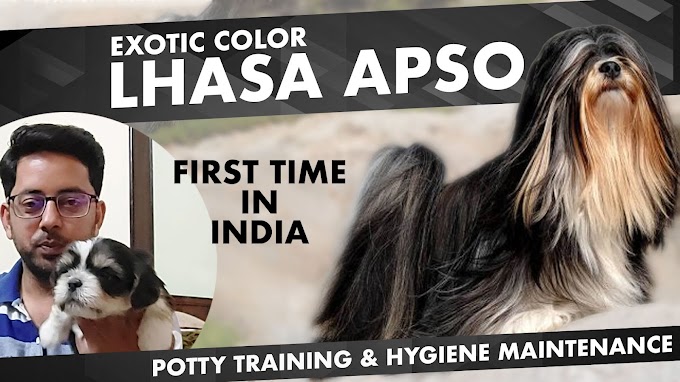 Exotic Color Best Lhasa Apso | Basic Hygiene Maintenance and Potty Training of Lhasa Apso 