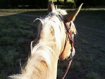 Riding a Belgian gelding