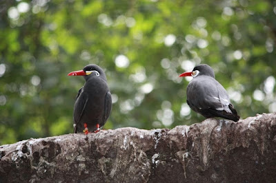 The Bougainville Moustached kingfisher