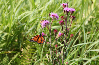 monarch butterflies on Northern Plains  Blazing-star