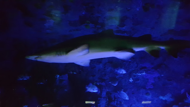 aquarium-tunnel