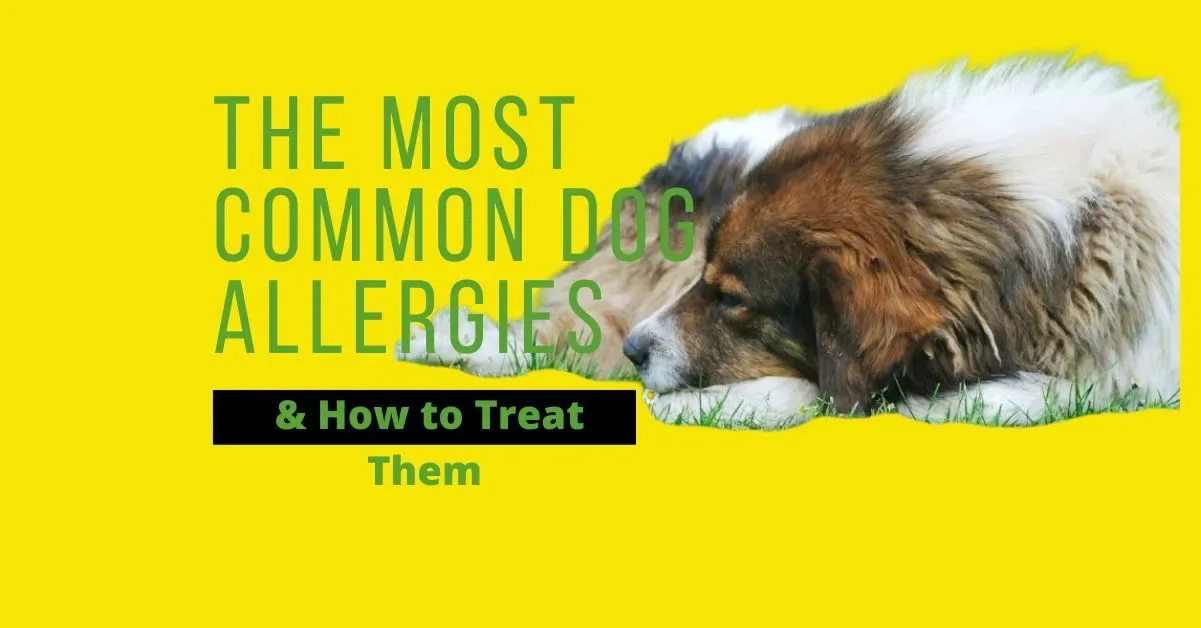dogs allergies