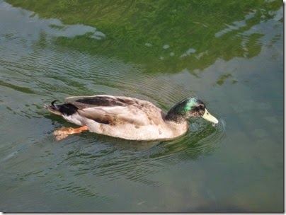 IMG_3783 Mallard Duck in the Vern W. Miller Civic Center Pond in Salem, Oregon on  September 17, 2006