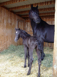 Patricia and her colt