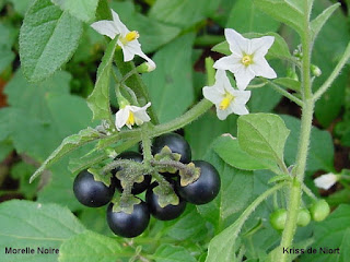 Morelle noire - Solanum nigrum 