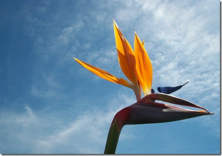 bird2