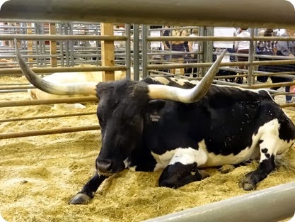 long horn