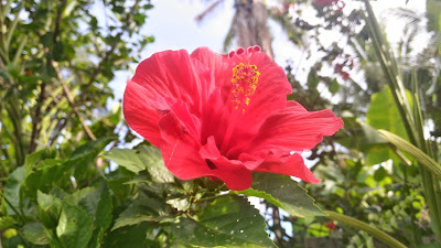 HDR camera Mode - Sample photo - Asus Zenfone Selfie hibiscus flower red gumamela