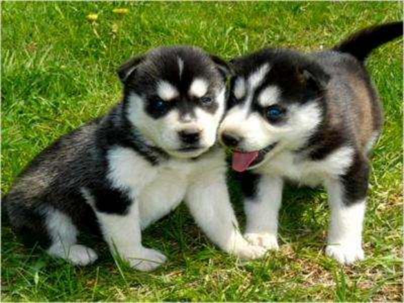 the husky puppies